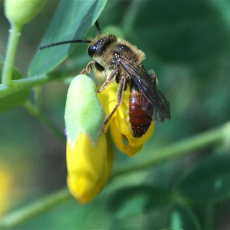 Leioproctus (Leioproctus) platycephalus