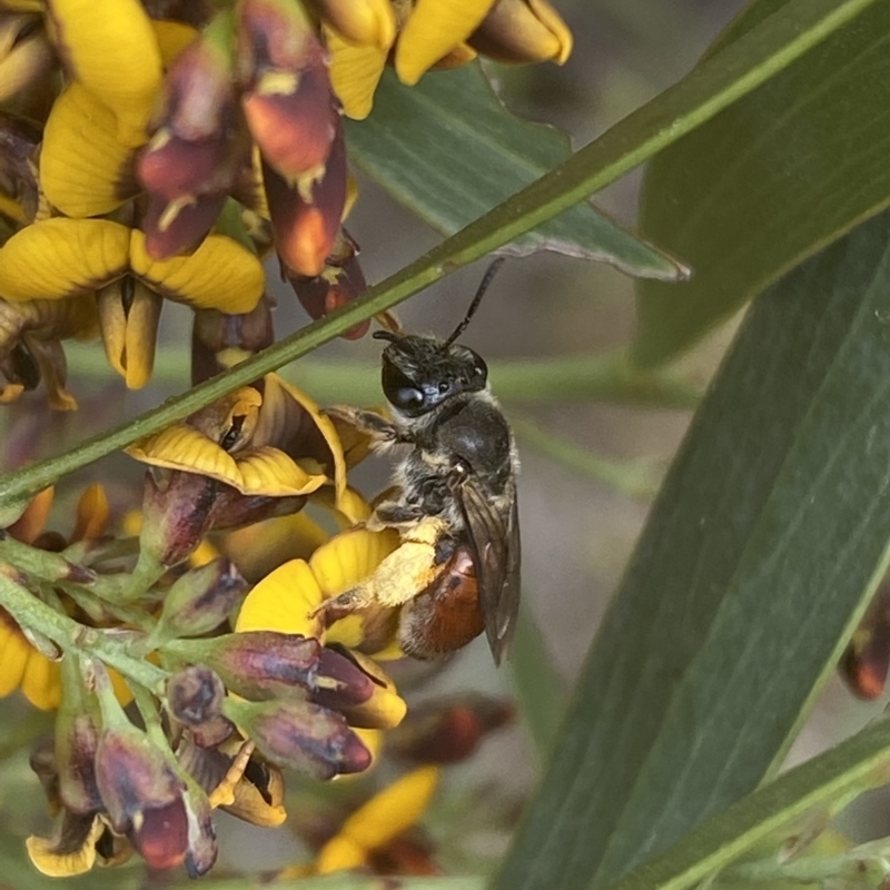 Leioproctus (Leioproctus) platycephalus