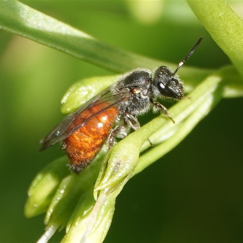 Leioproctus (Leioproctus) platycephalus