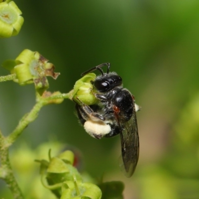 Leioproctus (Leioproctus) launcestonensis