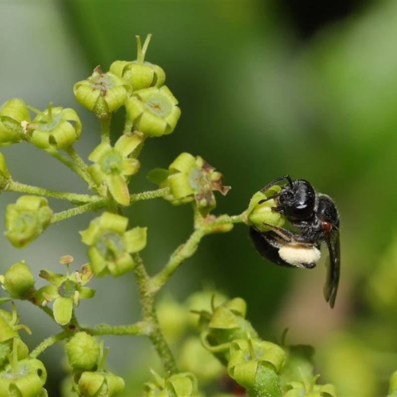 Leioproctus (Leioproctus) launcestonensis