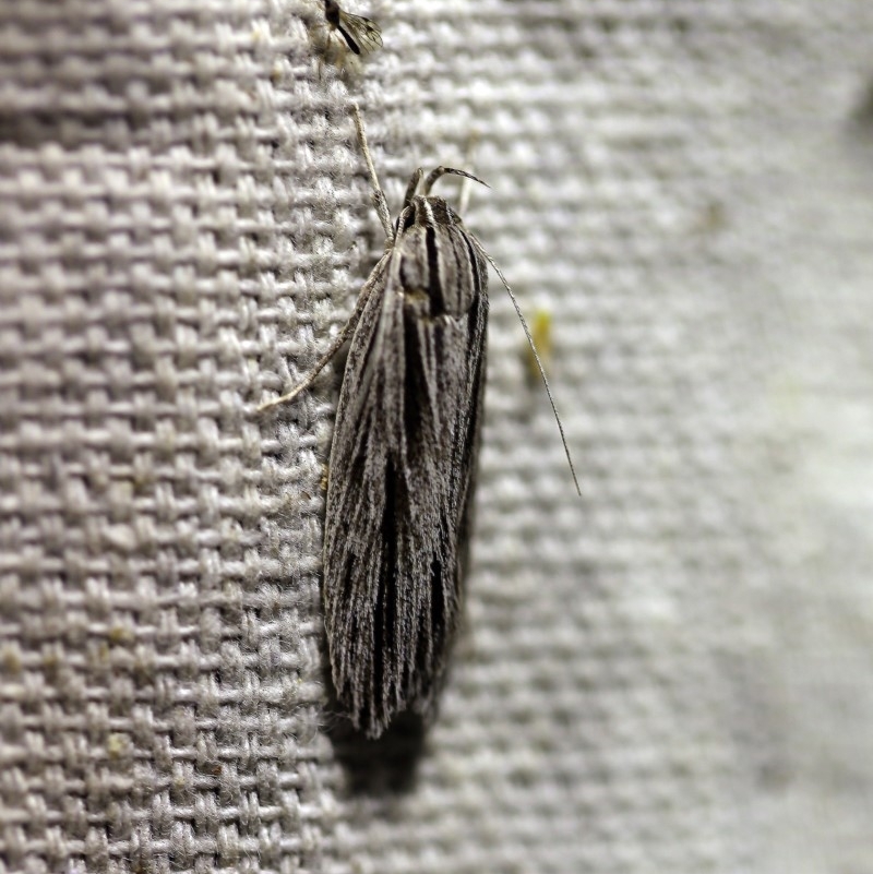 Leistarcha scitissimella