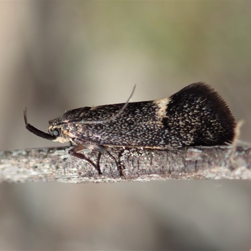 Leistomorpha brontoscopa