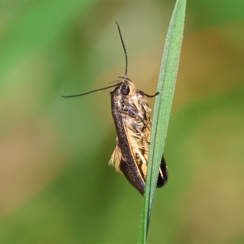 Leistomorpha brontoscopa