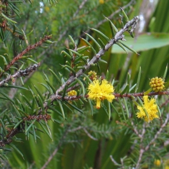 Acacia echinula