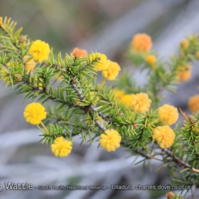 Acacia echinula