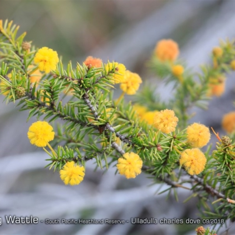 Acacia echinula