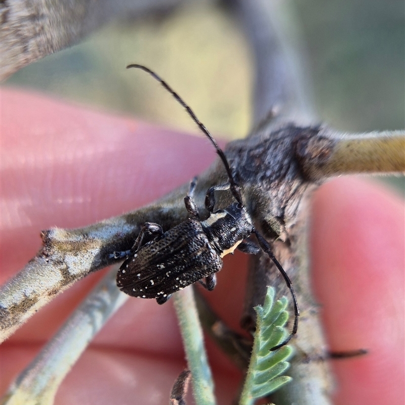 Ancita crocogaster