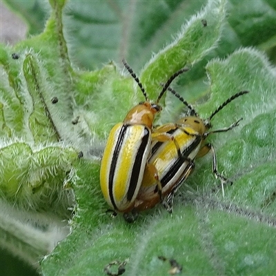 Lema (Quasilema) daturaphila