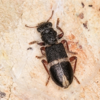 Lemidia accincta