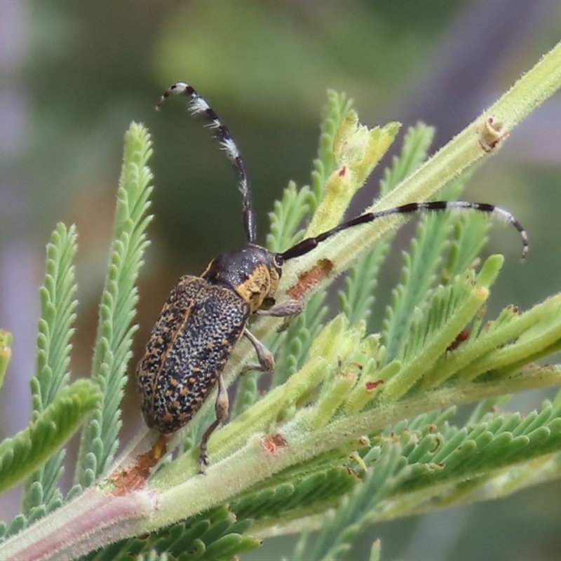 Ancita marginicollis