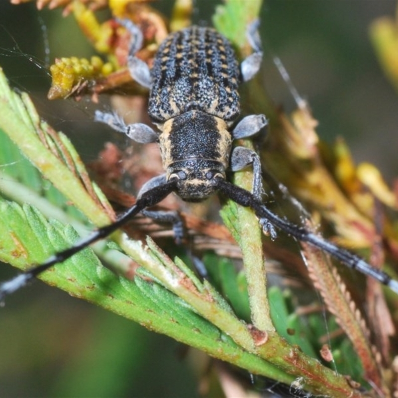 Ancita marginicollis