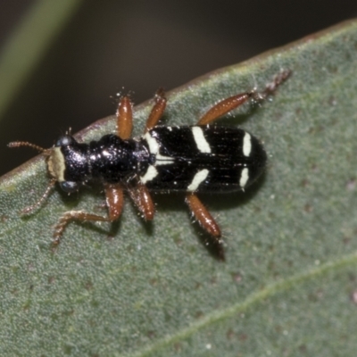 Lemidia nitens