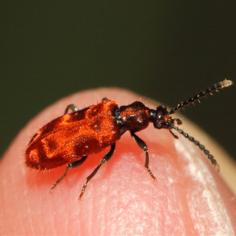 Lemodes coccinea