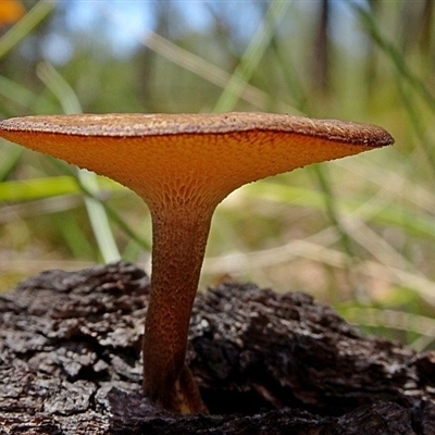 Lentinus arcularius