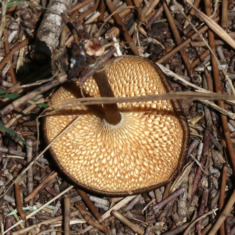 Lentinus arcularius