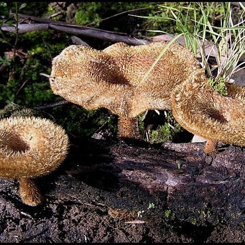 Lentinus fasciatus