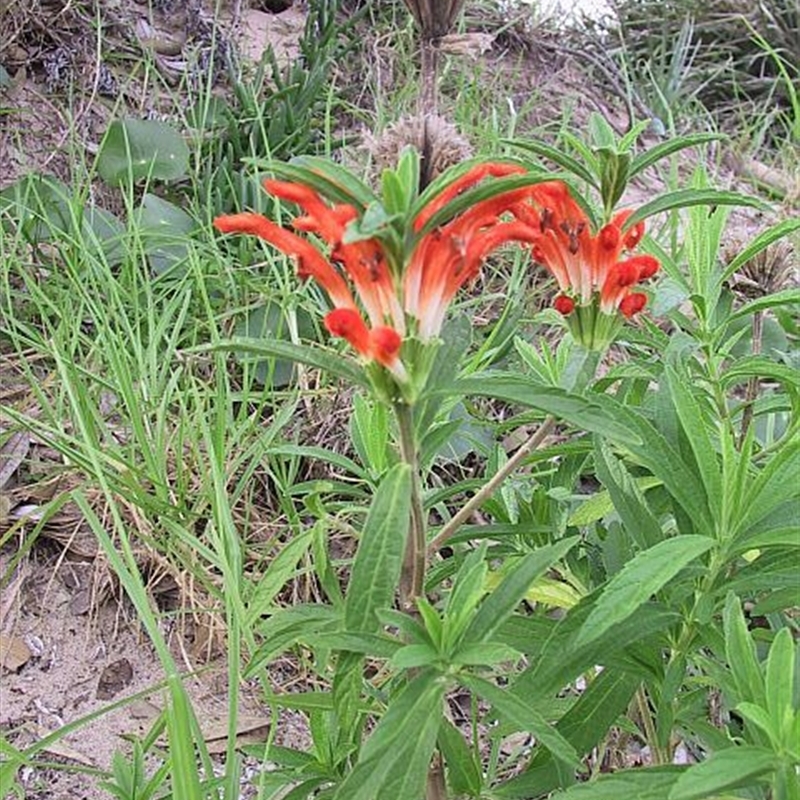 Leonotis leonurus