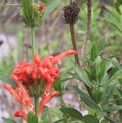 Leonotis leonurus