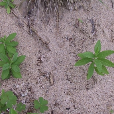 Jackie Miles, seedlings