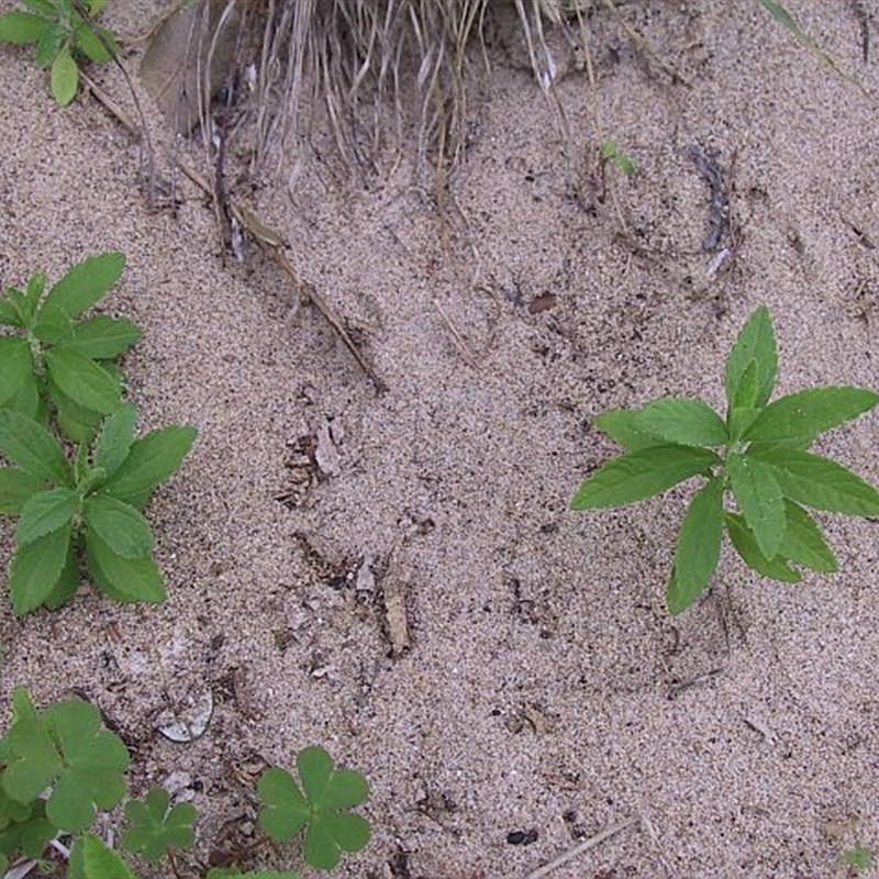 Jackie Miles, seedlings