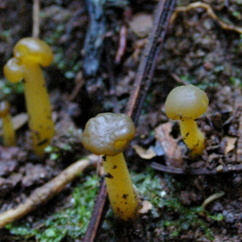 Leotia lubrica