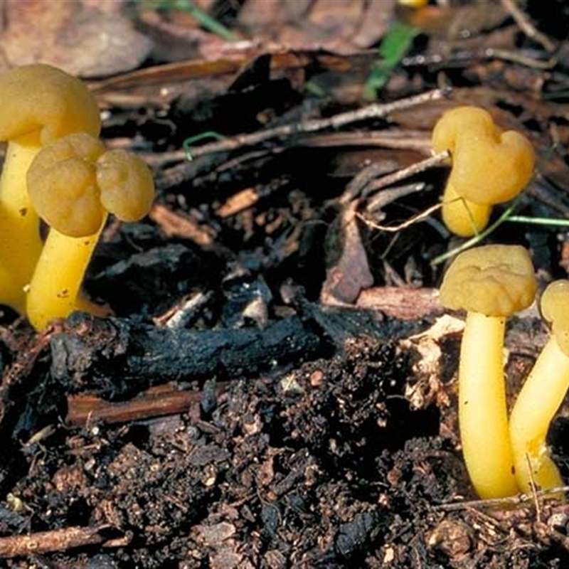 Leotia lubrica