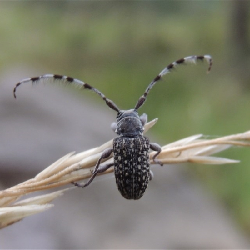 Ancita sp. (genus)