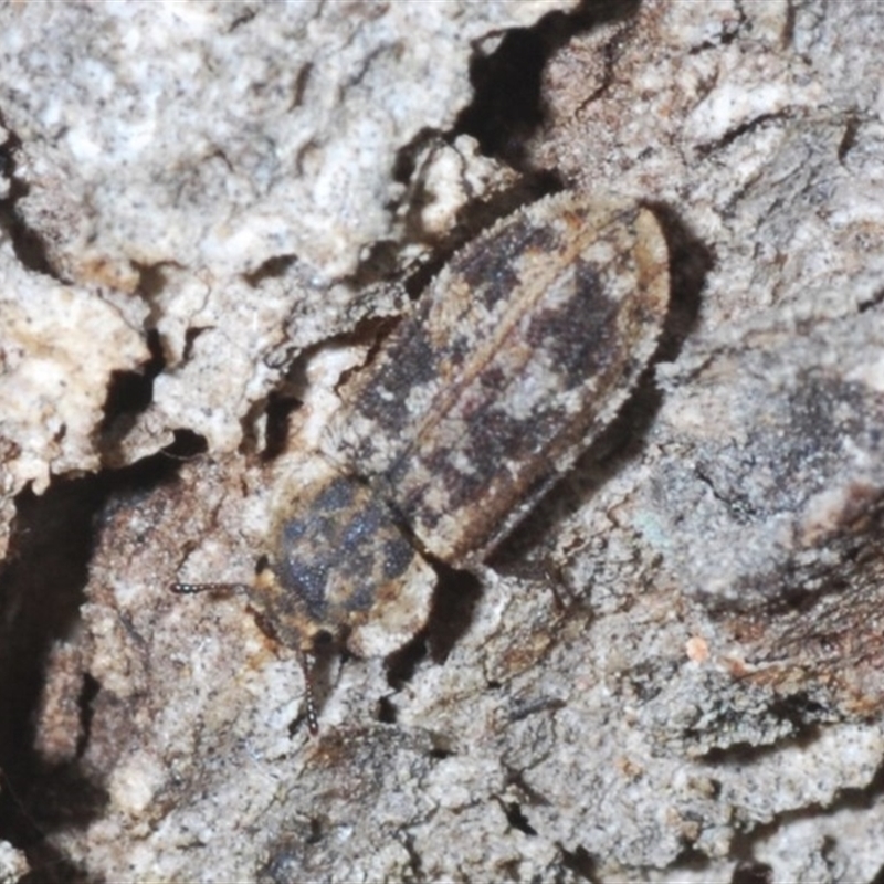 Leperina sp. (genus)