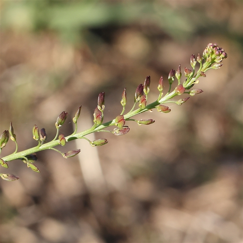 Lepidium africanum