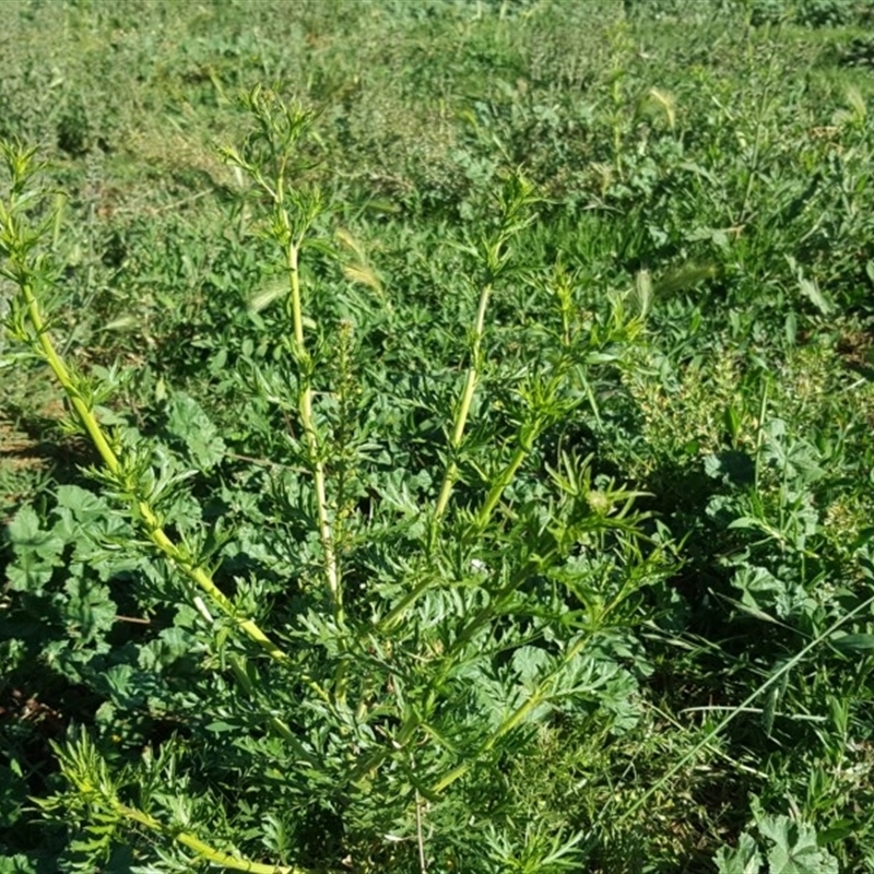 Lepidium bonariense