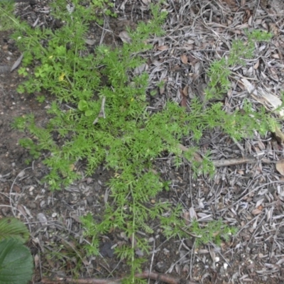 Lepidium didymum