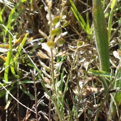 Lepidium ginninderrense