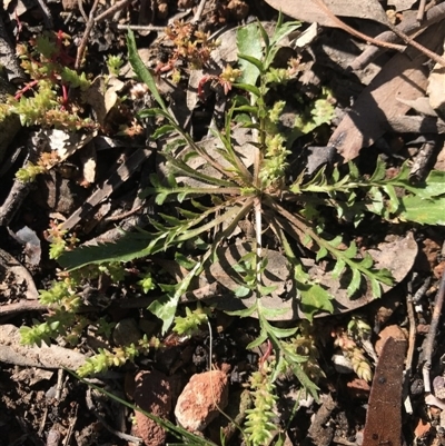 Lepidium sp.