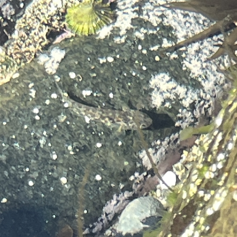 Lepidoblennius haplodactylus