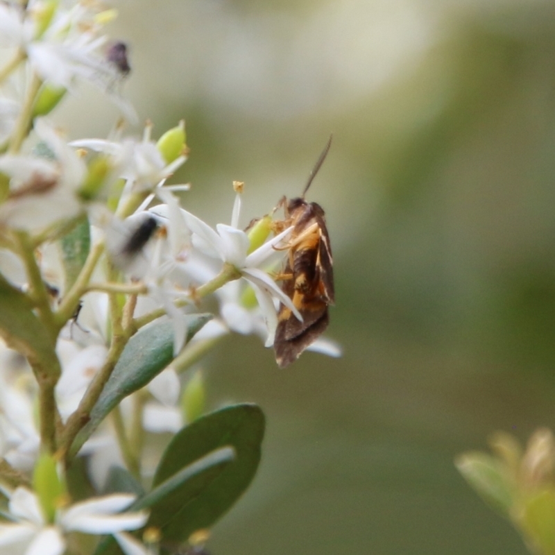 Lepidoptera unclassified ADULT moth