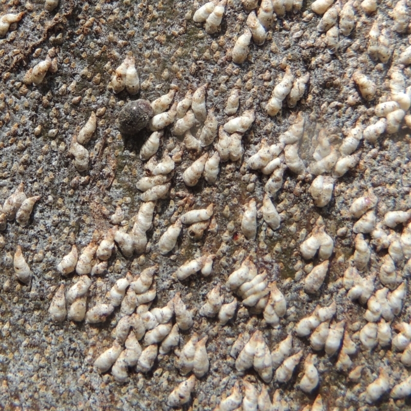 Lepidosaphes sp. (genus)