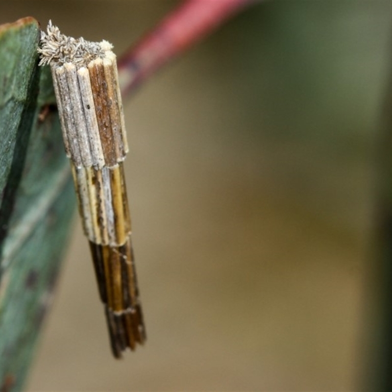 Lepidoscia arctiella