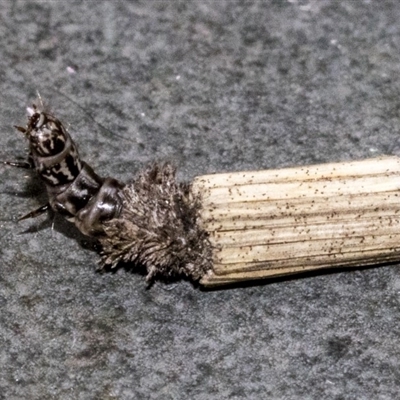 Lepidoscia arctiella