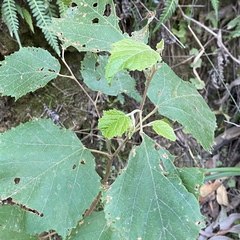 Androcalva fraseri