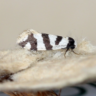 Lepidoscia characota