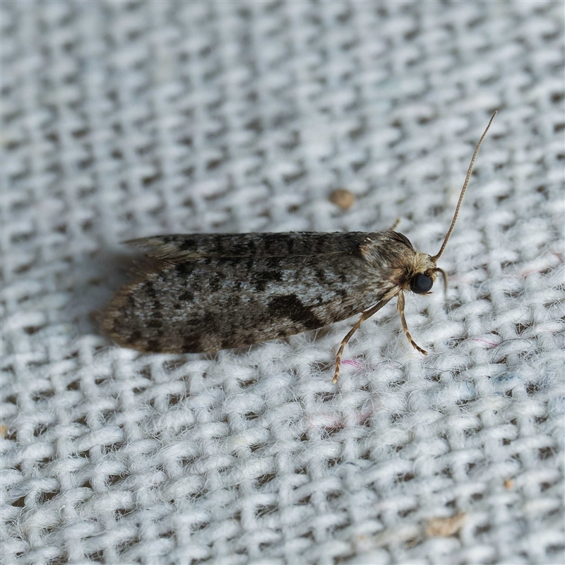 Lepidoscia euryptera