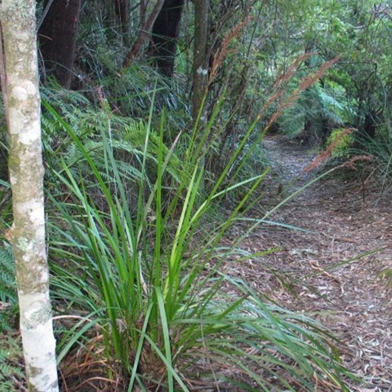 Lepidosperma elatius