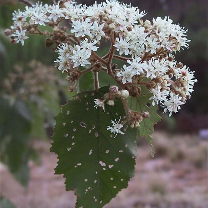 Androcalva rossii