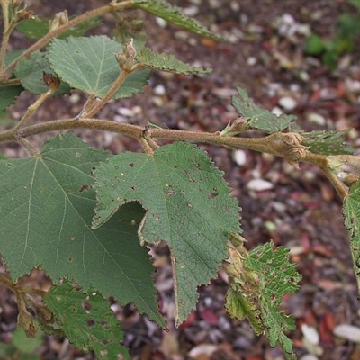 Androcalva rossii