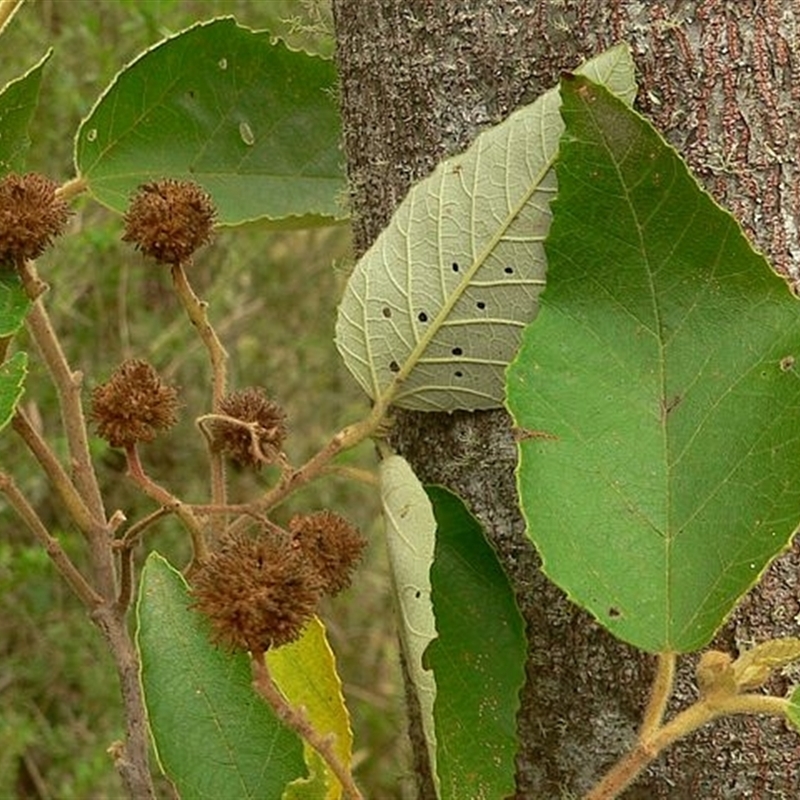 Androcalva rossii