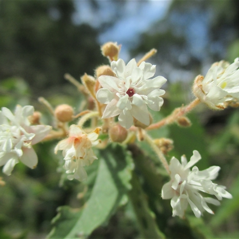 Androcalva rossii