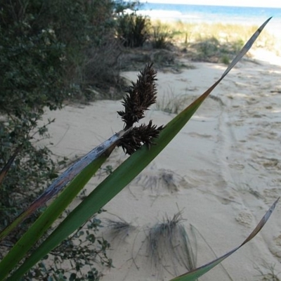 Lepidosperma gladiatum