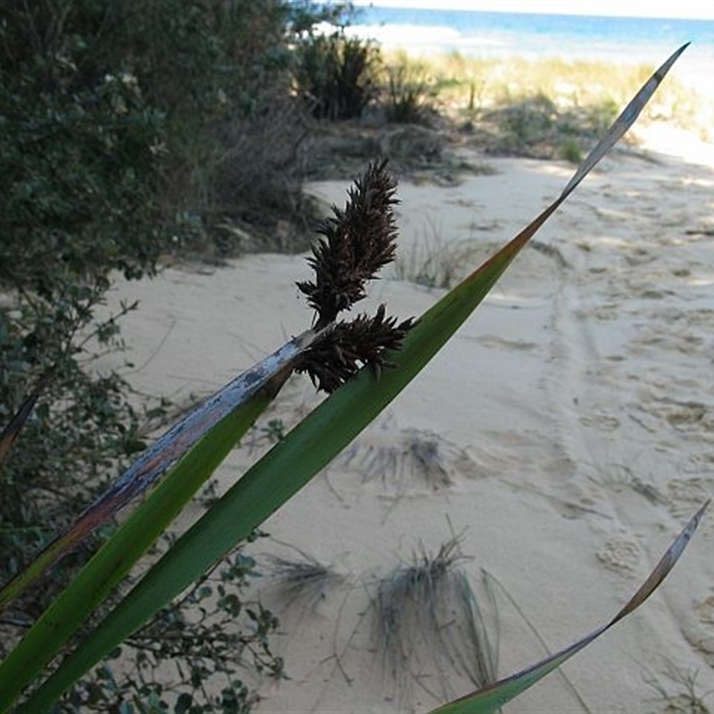 Lepidosperma gladiatum