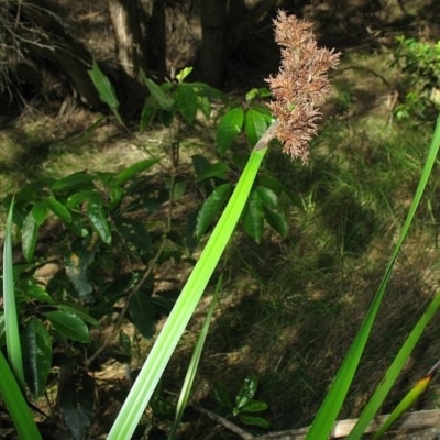 Lepidosperma gladiatum